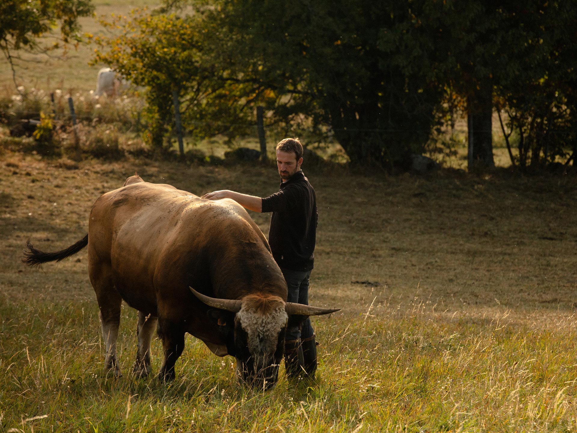 farmer in field petting his cow while she eats by Alexi Hobbs in Auvergne for Reflets de France