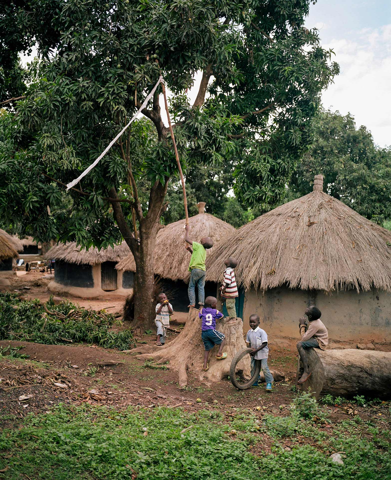 little black boys using a perch with a net to gather mangos from trees by Alexi Hobbs in Uganda for Football for Good with Sportsnet