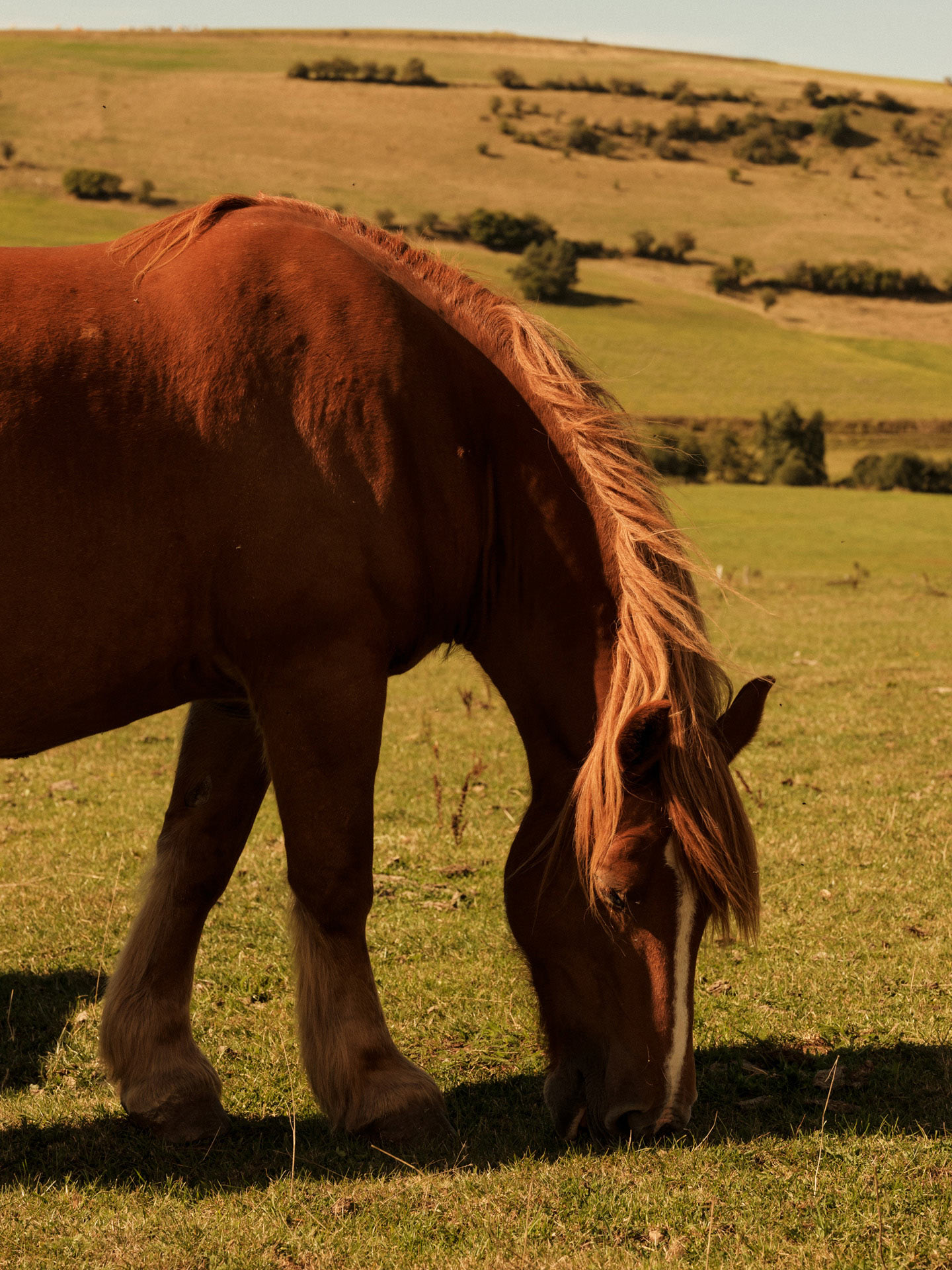 percheron horse eating grass by Alexi Hobbs in Auvergne for Reflets de France