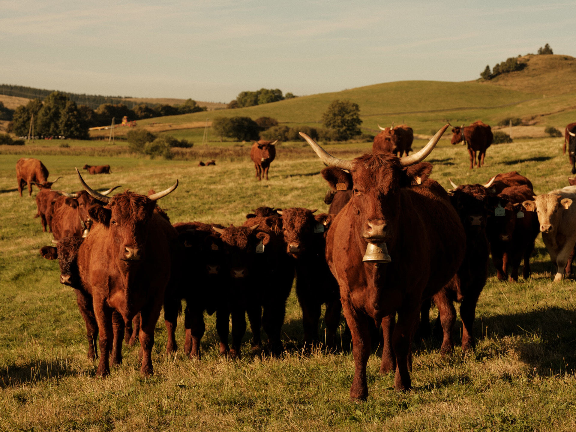 ginger long haired cows in field looking at camera by Alexi Hobbs in Auvergne for Reflets de France