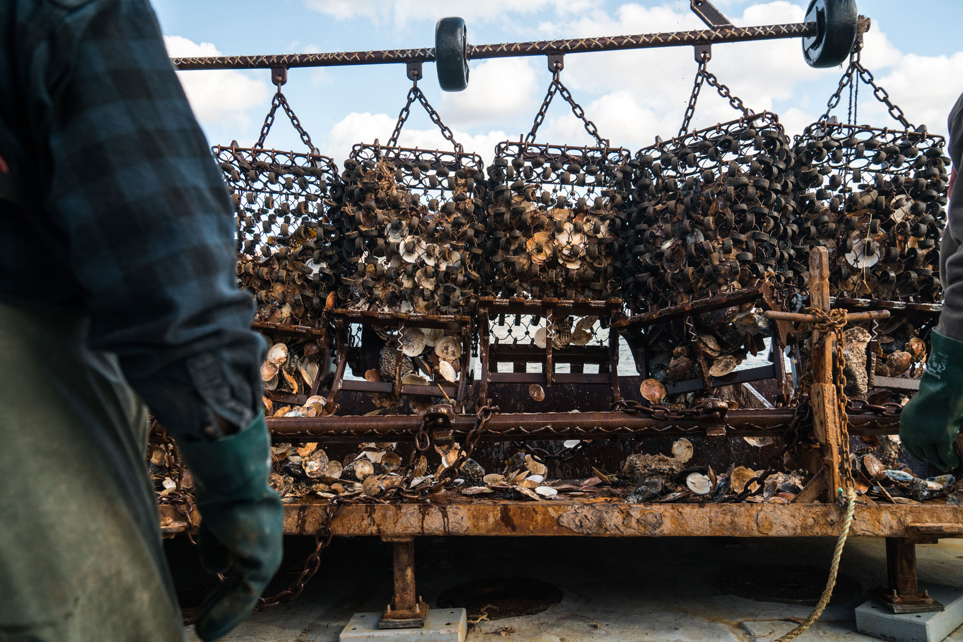 metal baskets full of freshly caught scallops by Bruno Florin for Ricardo Magazine in Bay of Fundy