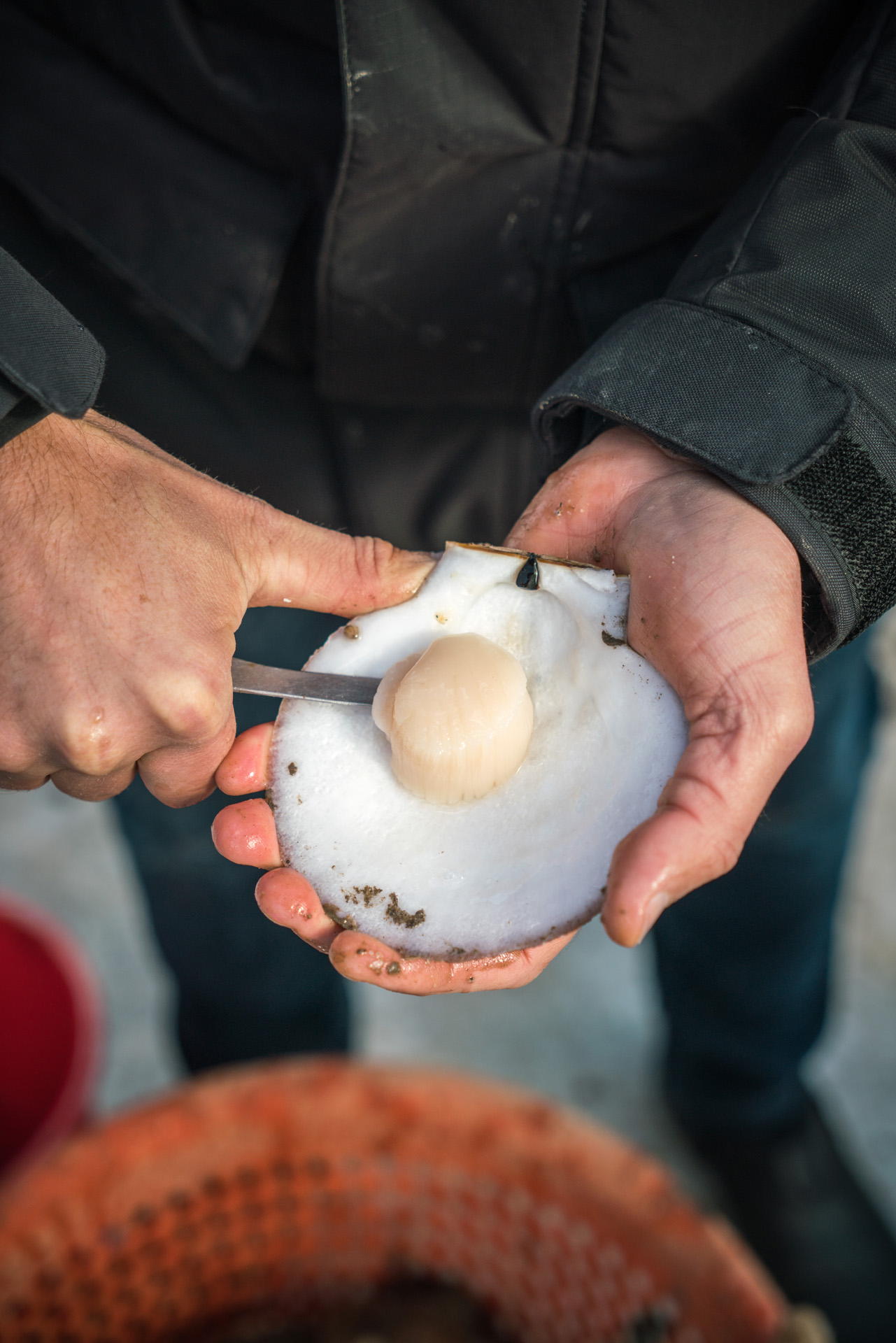 Ricardo cutting freshly fished scallop right on the boat to eat by Bruno Florin for Ricardo Magazine in Bay of Fundy