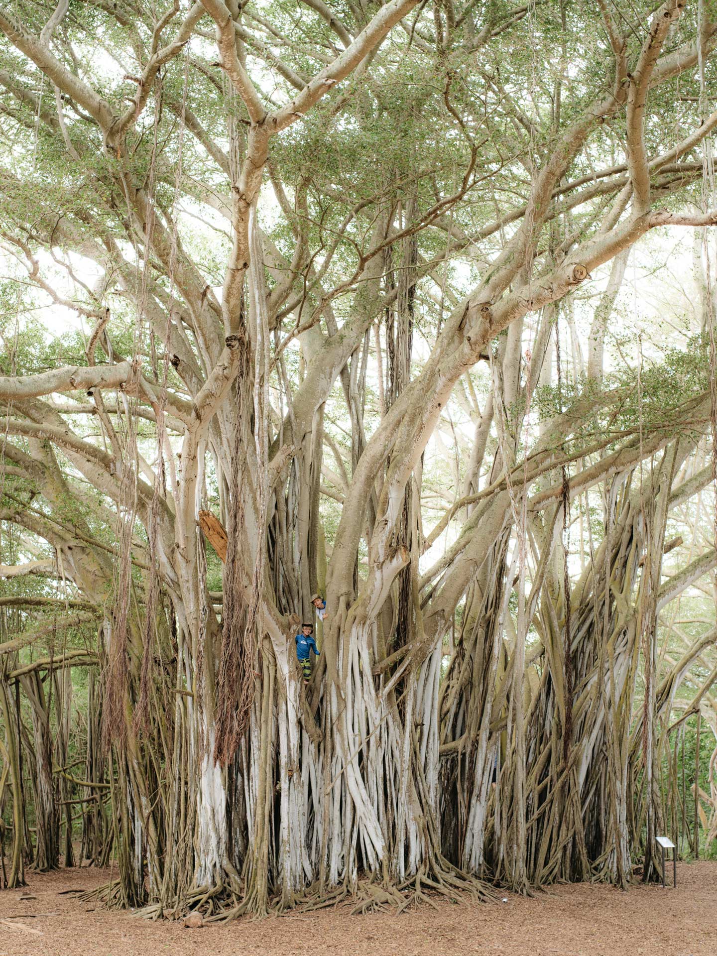 ancient trees by Alexi Hobbs in Hawaii for enRoute