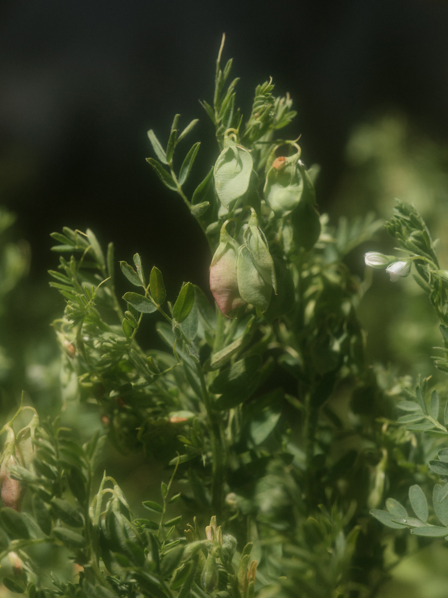 close up on bud of a plant by Alexi Hobbs in Auvergne for Reflets de France