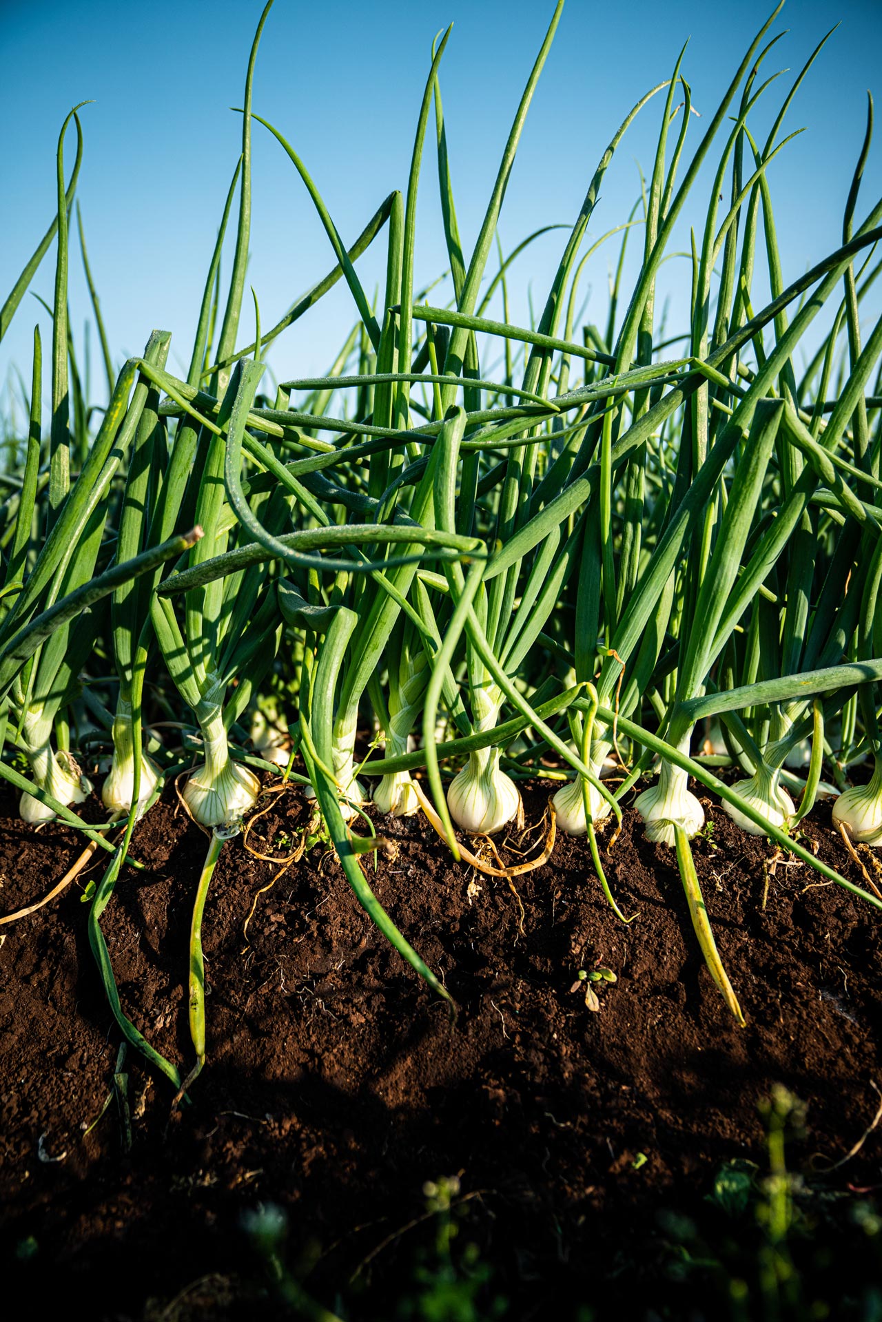 young plant of garlics in the dirt by Bruno Florin for Sollio Agriculture