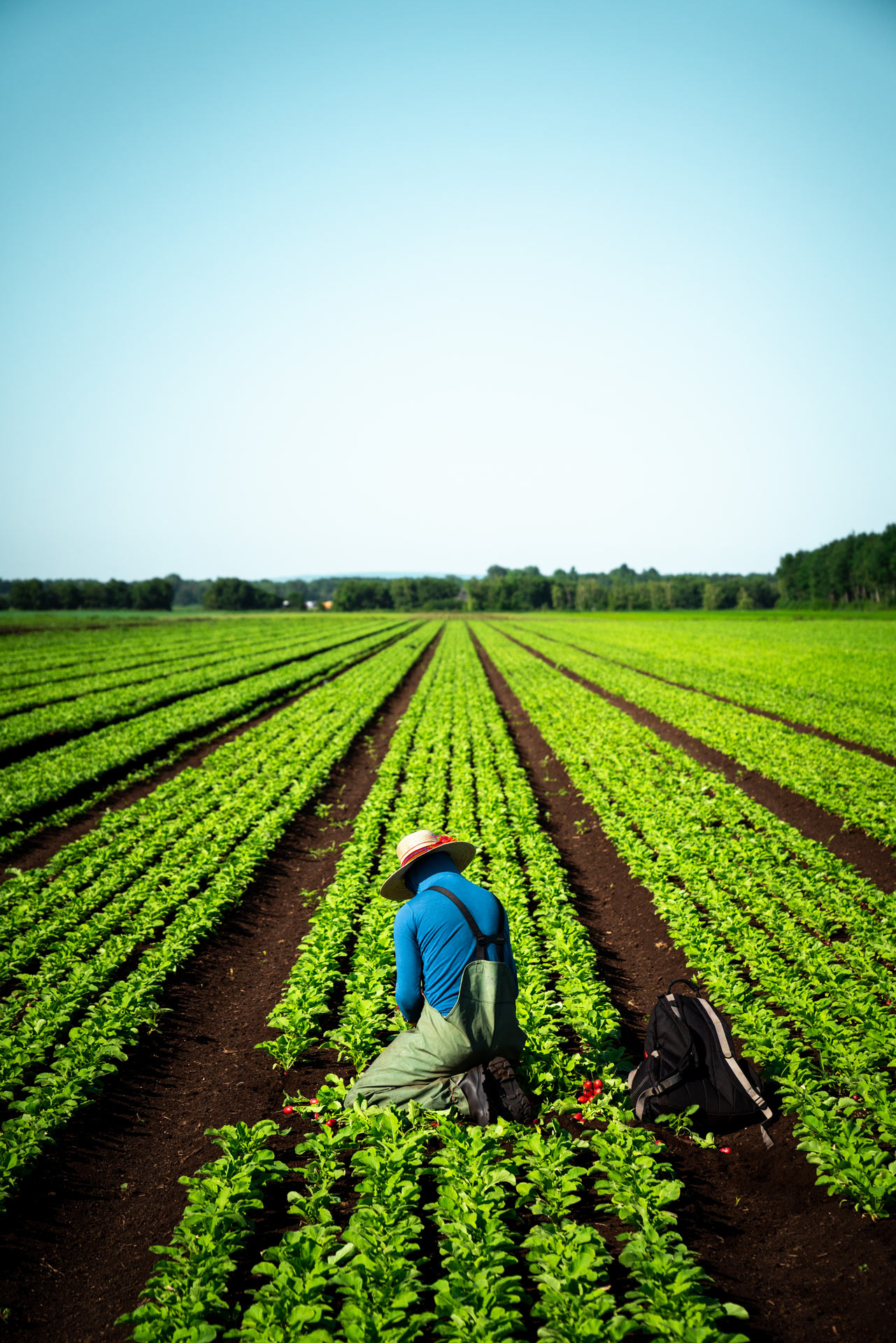 farm worker kneeling in field to harvest radishes by Bruno Florin for Sollio Agriculture