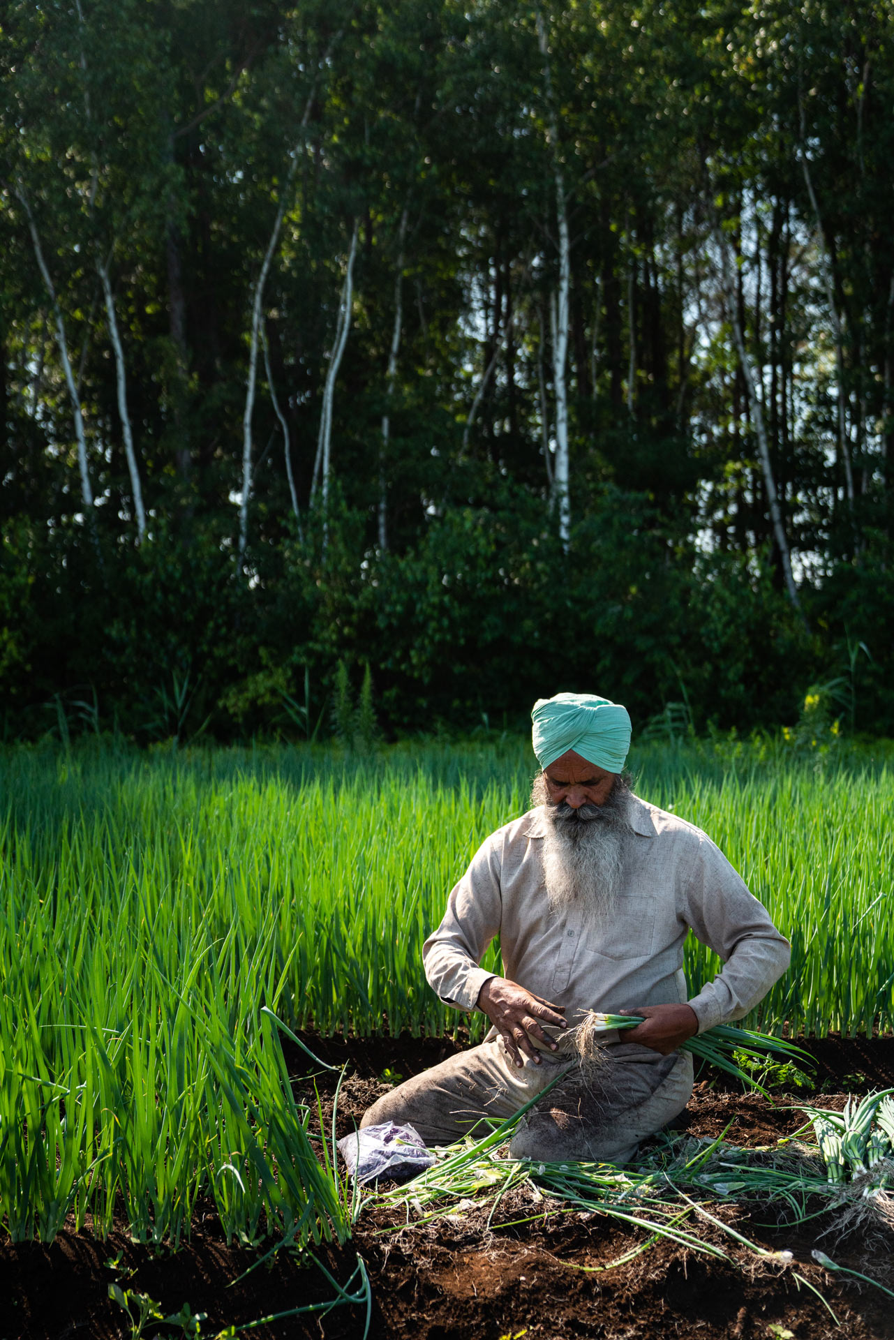indian farm worker sitting in field harvesting green onions by Bruno Florin for Sollio Agriculture