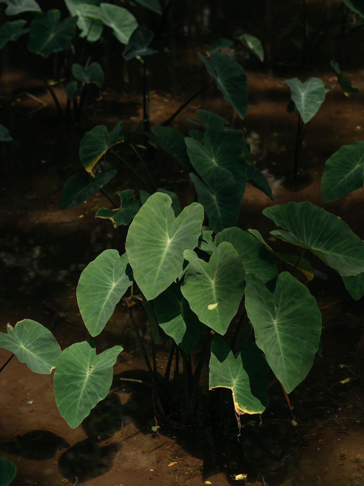 taro plants growing in the river by Alexi Hobbs in Hawai'i for enRoute Magazine