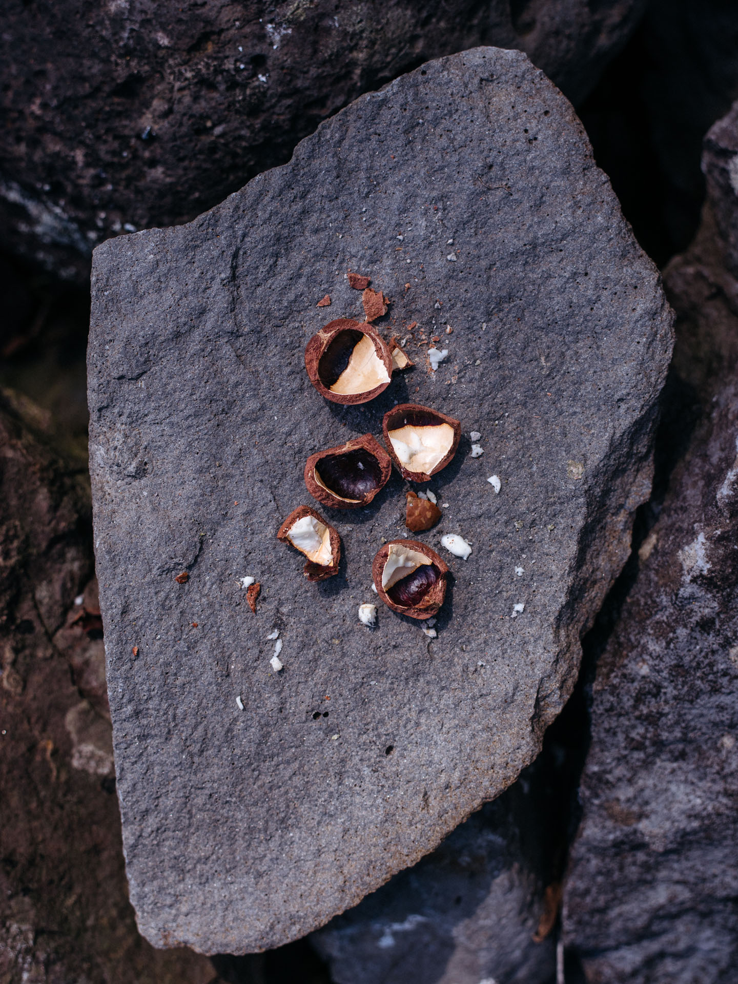 macadamia nut smashed on a rock by Alexi Hobbs in Hawai'i for enRoute Magazine
