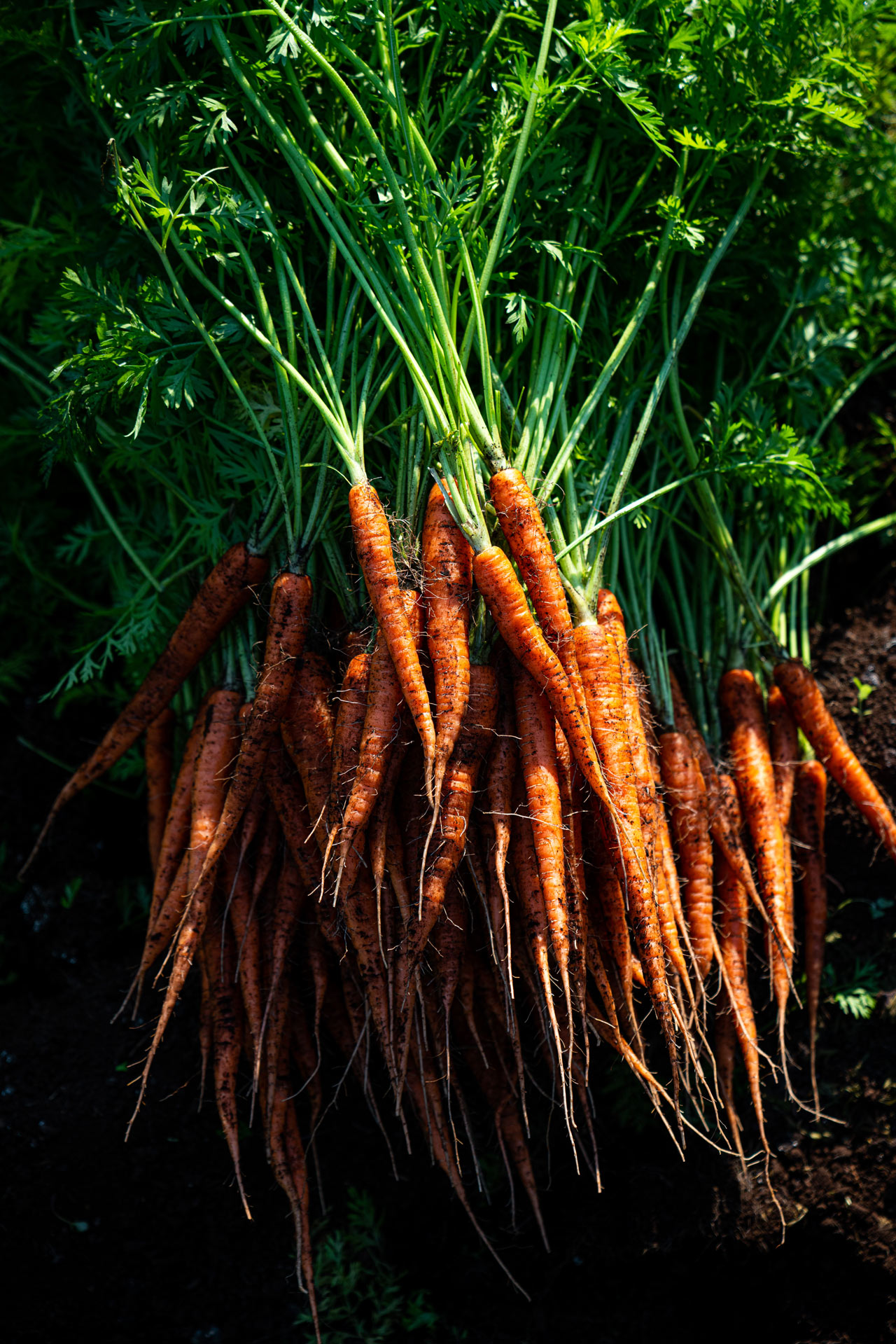 carrots freshly out of the ground still covered in dirt by Bruno Florin for Sollio Agriculture