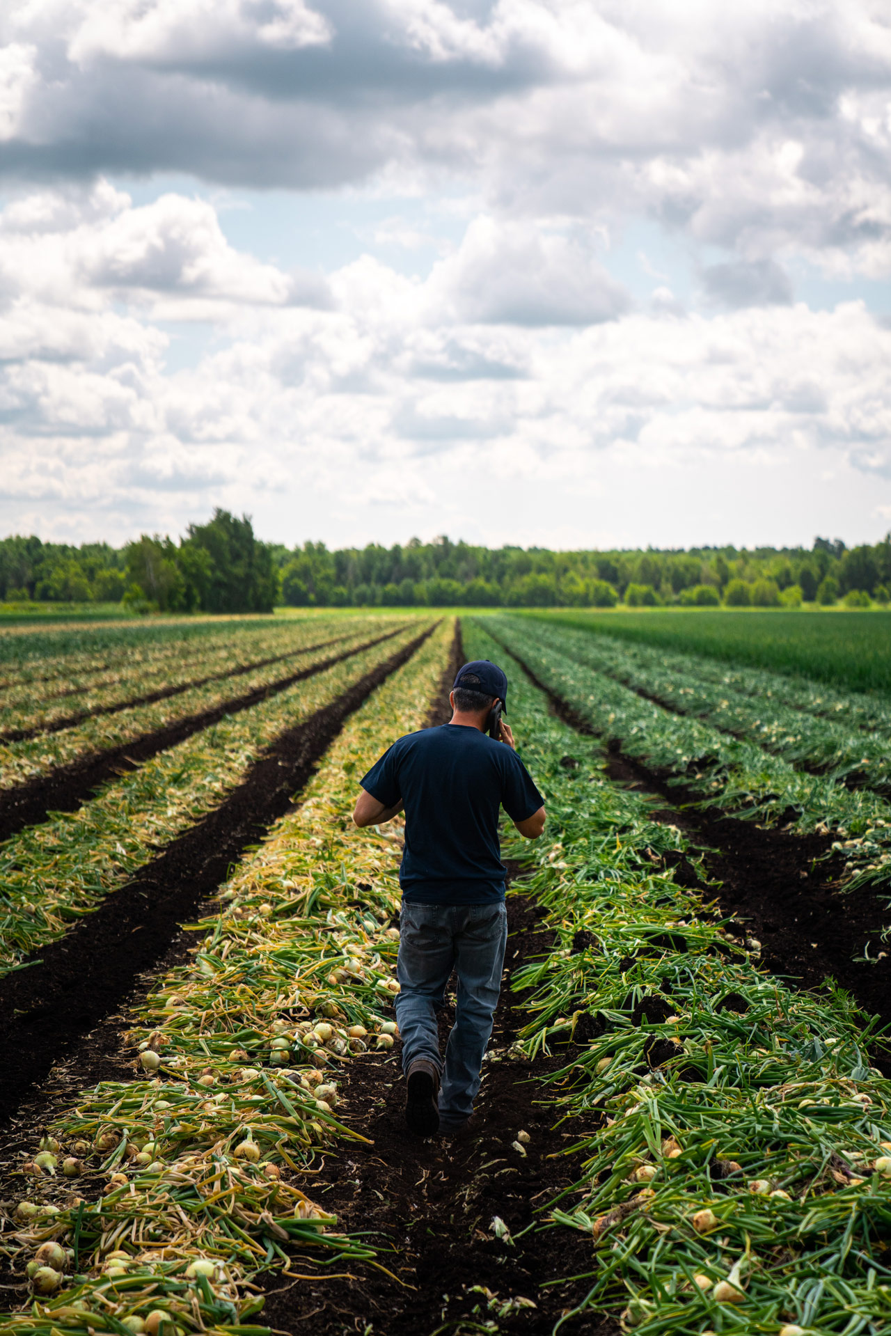 worker on the phone walking in between rows of garlic by Bruno Florin for Sollio Agriculture