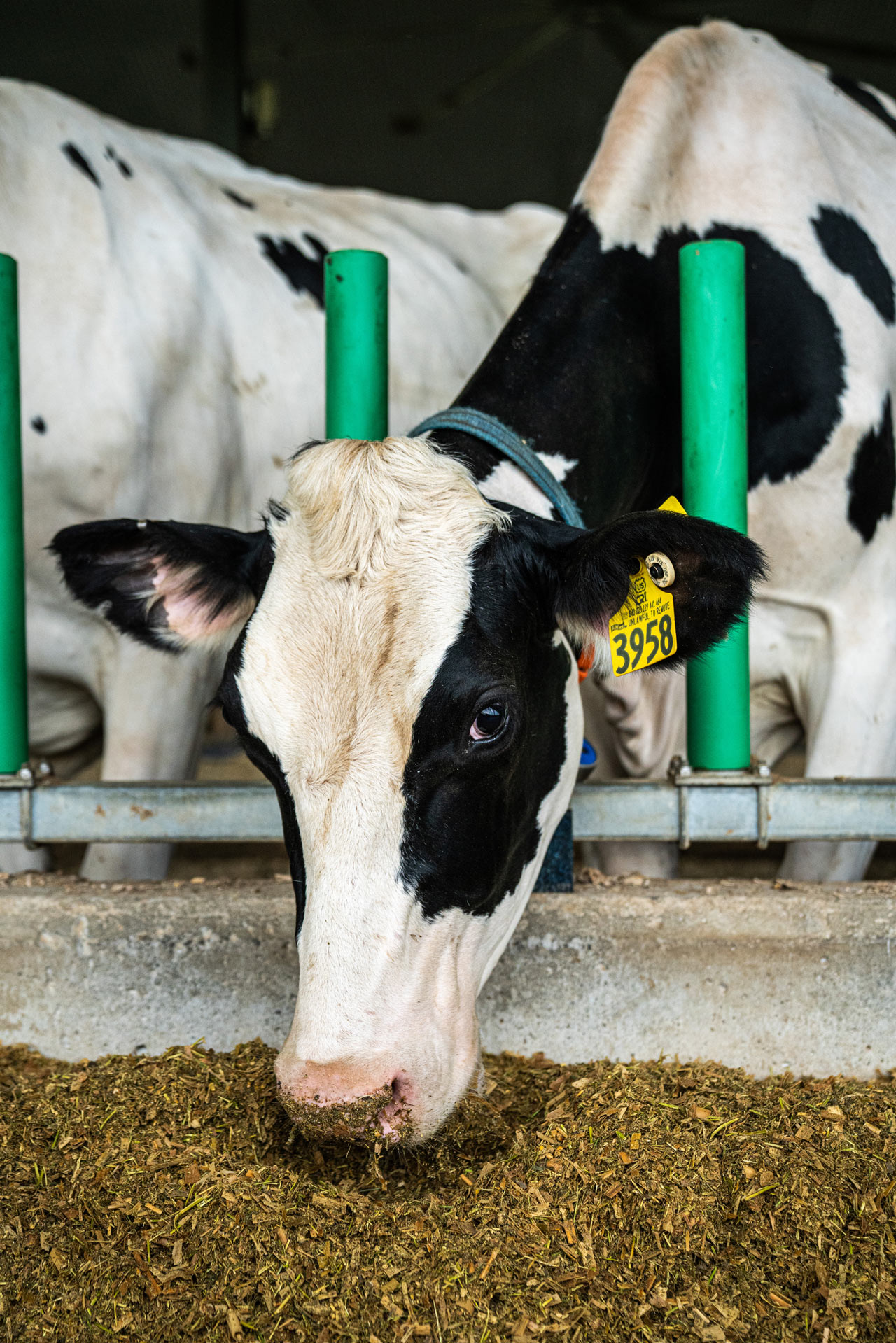 cow in barn eating and looking at camera by Bruno Florin for Sollio Agriculture