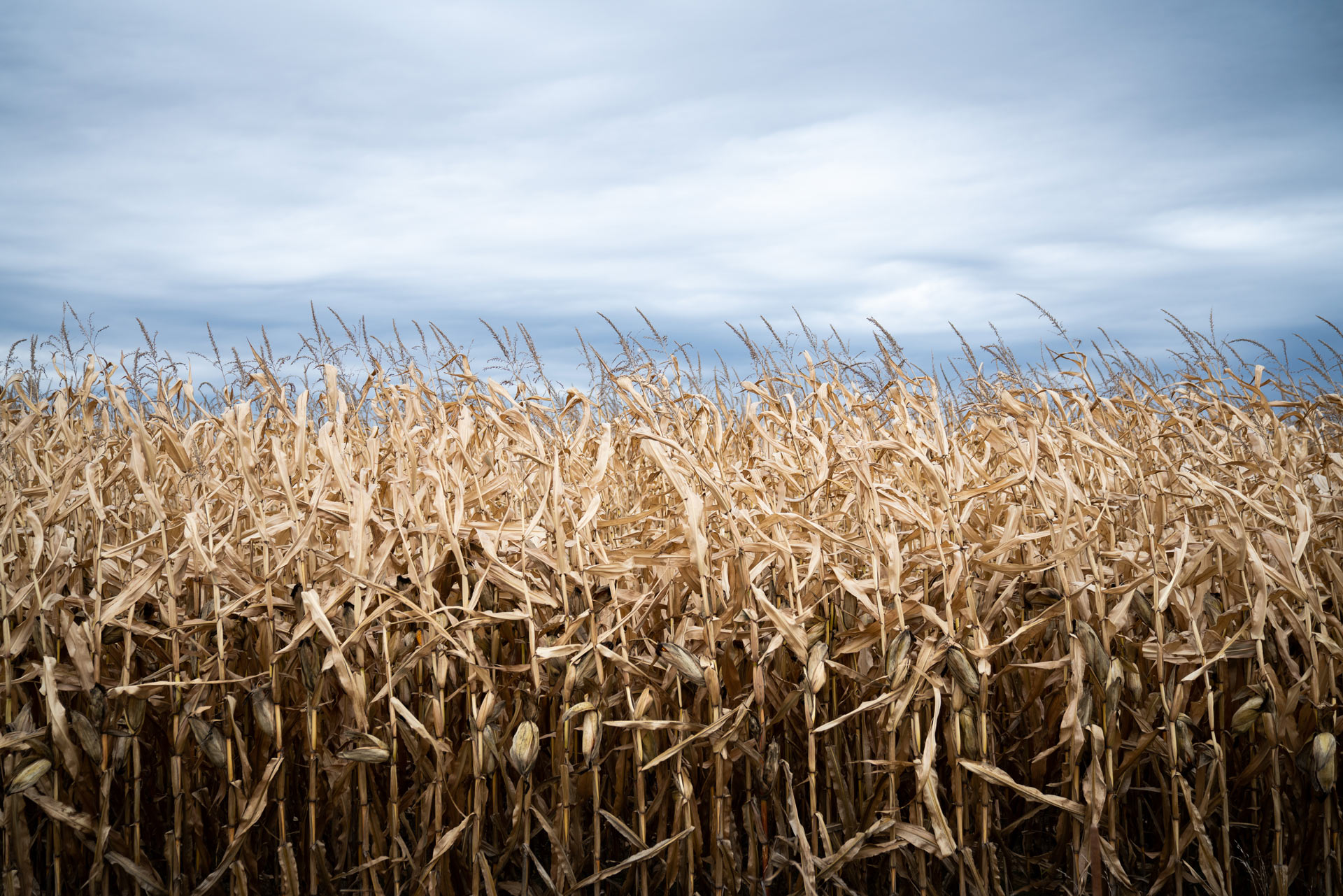 large view of dried cornfield by Bruno Florin for Sollio Agriculture