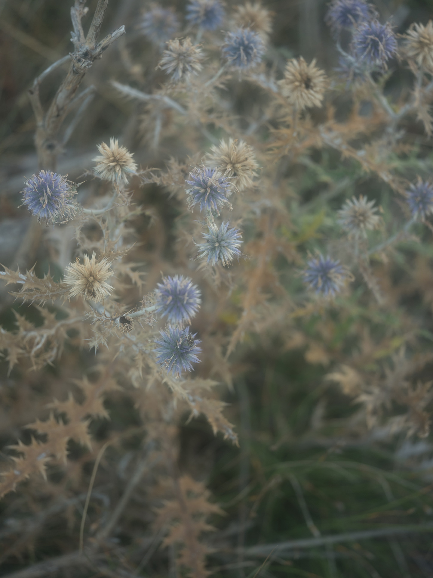 close up of spiky purple flowers by Alexi Hobbs in Auvergne for Reflets de France