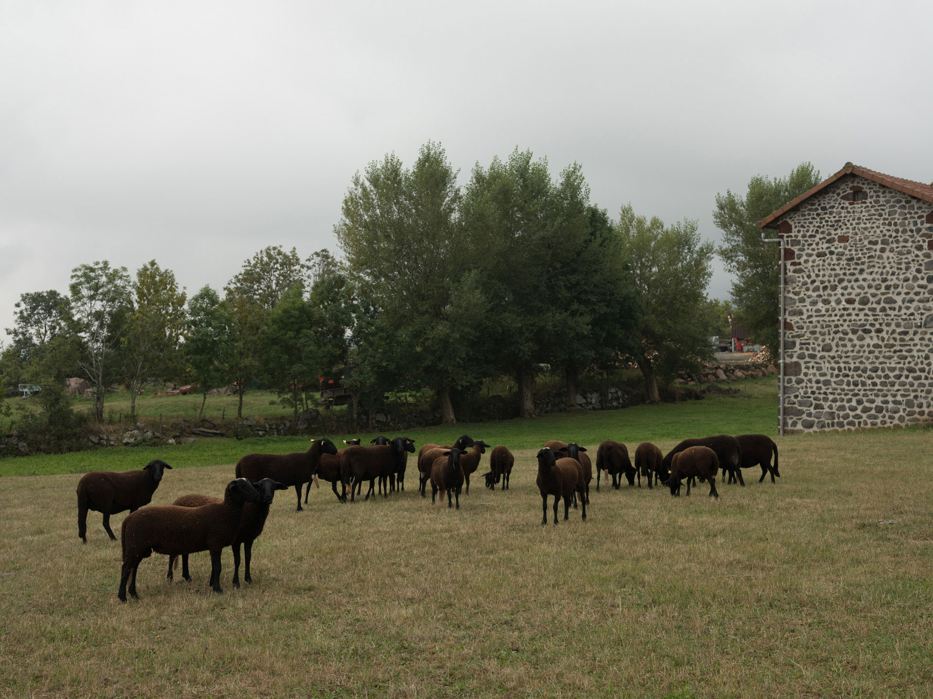 bunch of dark brown goats eating grass next to farm house by Alexi Hobbs in Auvergne for Reflets de France