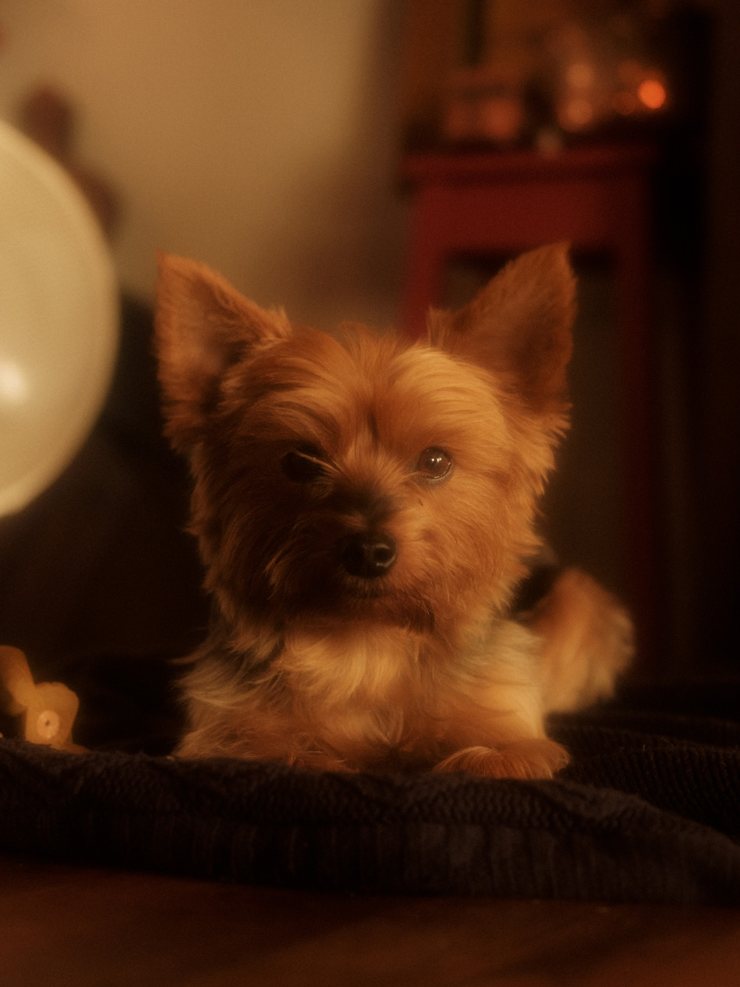 small dog laying on couch looking at camera by Alexi Hobbs in Auvergne for Reflets de France