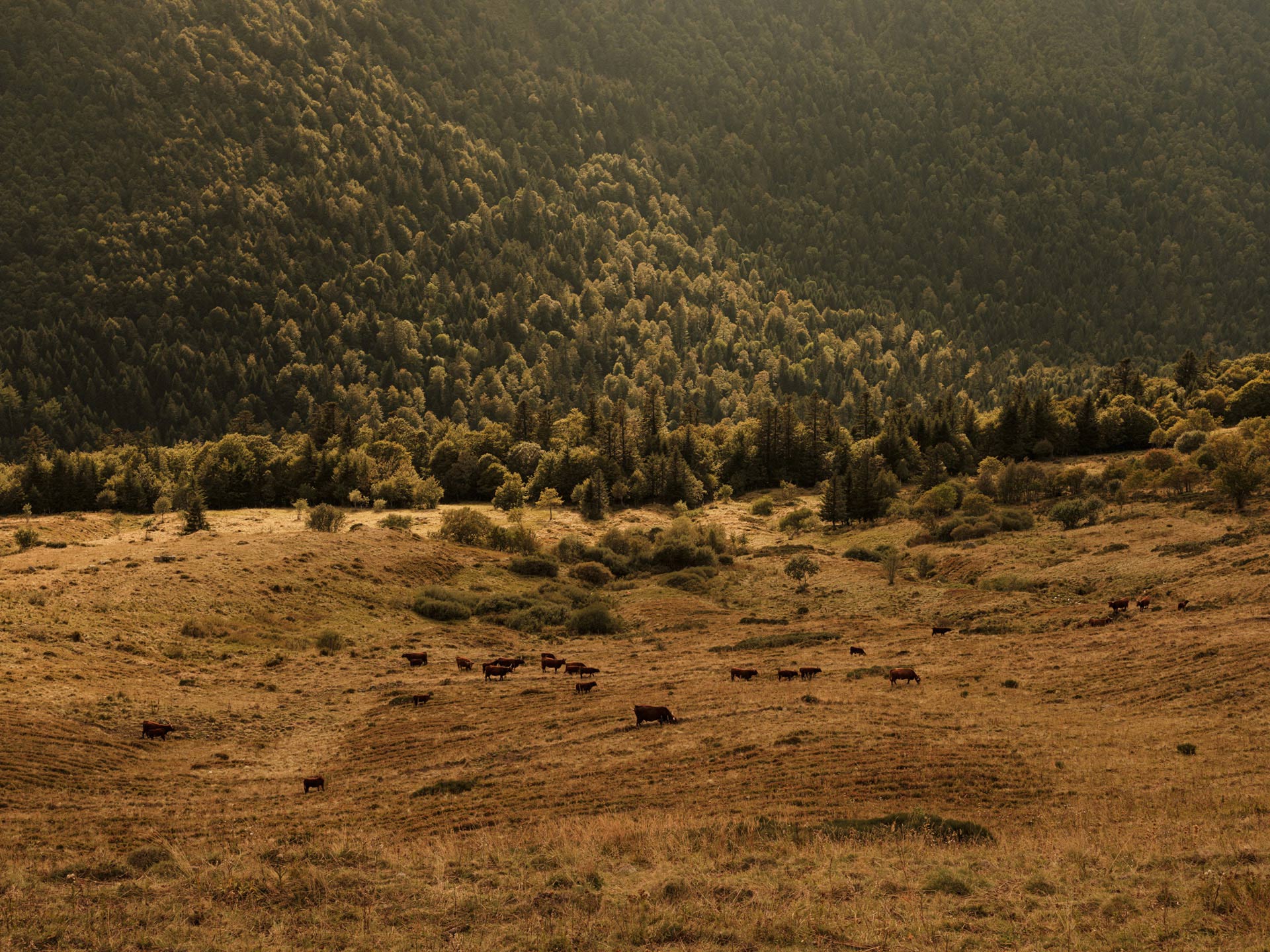wide view of mountain foot field with cows in it by Alexi Hobbs in Auvergne for Reflets de France