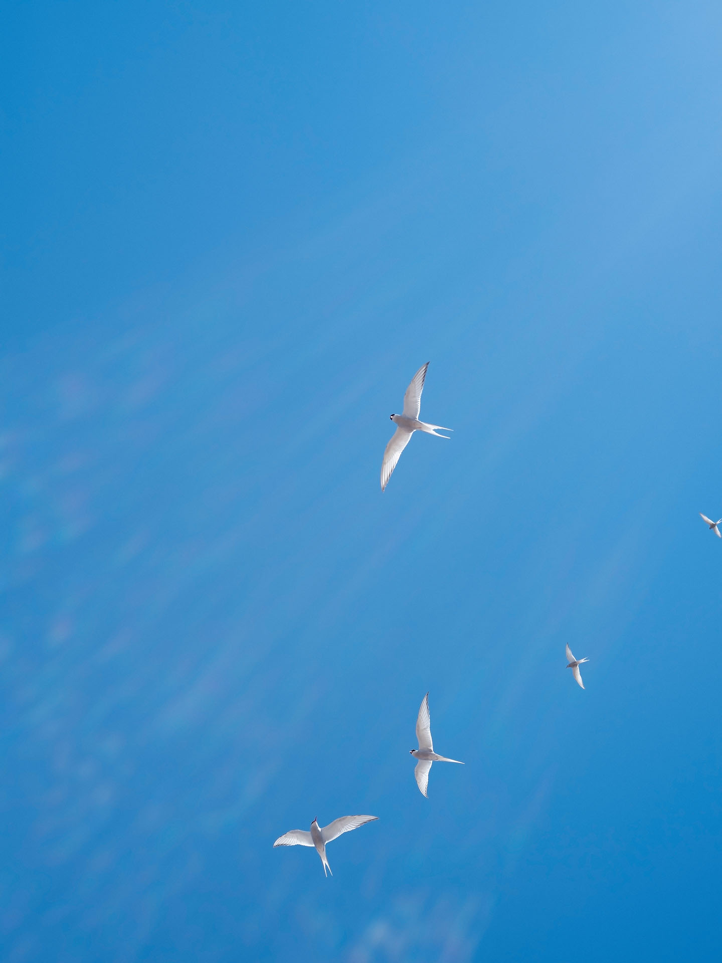 white birds flying in blue sky by Guillaume Simoneau in Saint-Pierre-et-Miquelon for M le mag Le Monde
