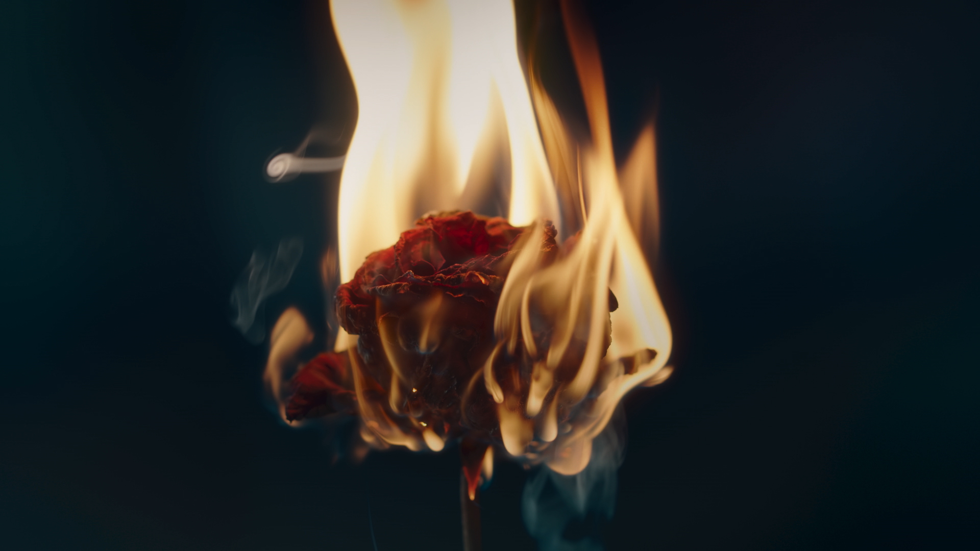 dried red rose on fire by Mathieu Levesque for Give A Shit by Colorectal Cancer Canada